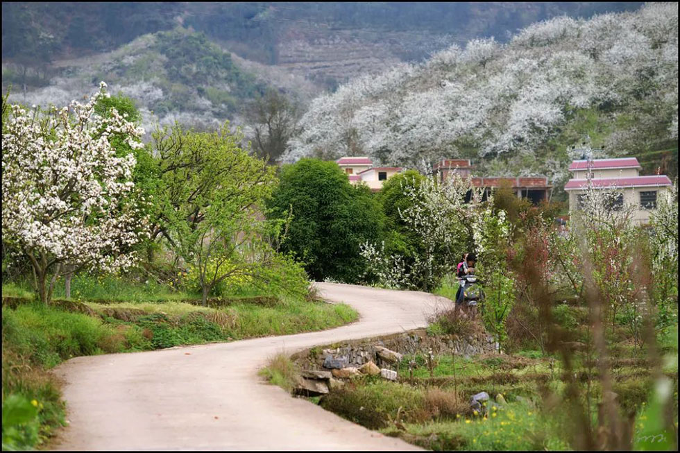 【春天，广西桂林灌阳县向您发出邀请！】我们在灌阳看梨花 - 游山玩水 - 阳江生活社区 - 阳江28生活网 yj.28life.com