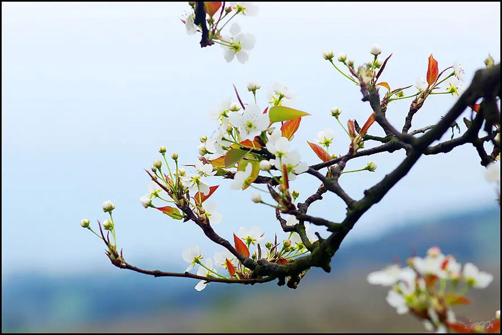 【春天，广西桂林灌阳县向您发出邀请！】我们在灌阳看梨花 - 游山玩水 - 阳江生活社区 - 阳江28生活网 yj.28life.com