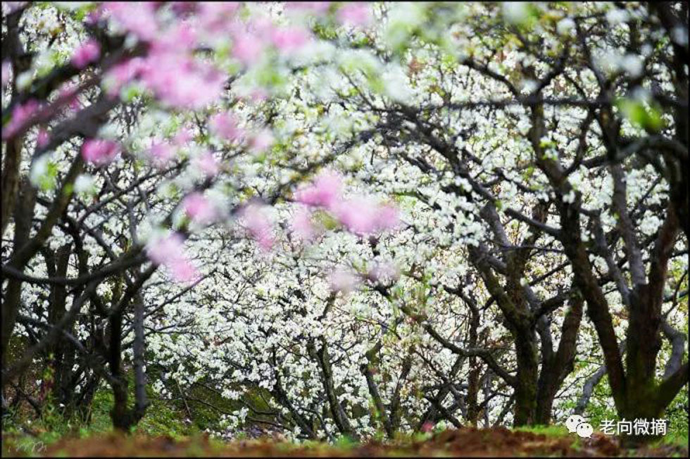 【春天，广西桂林灌阳县向您发出邀请！】我们在灌阳看梨花 - 游山玩水 - 阳江生活社区 - 阳江28生活网 yj.28life.com