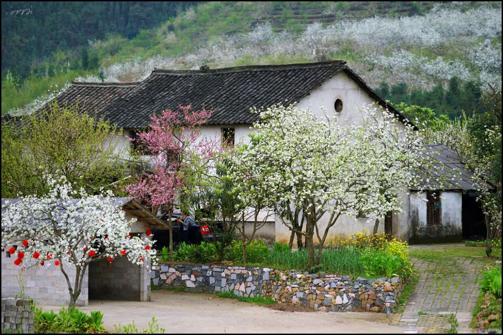 【春天，广西桂林灌阳县向您发出邀请！】我们在灌阳看梨花 - 游山玩水 - 阳江生活社区 - 阳江28生活网 yj.28life.com