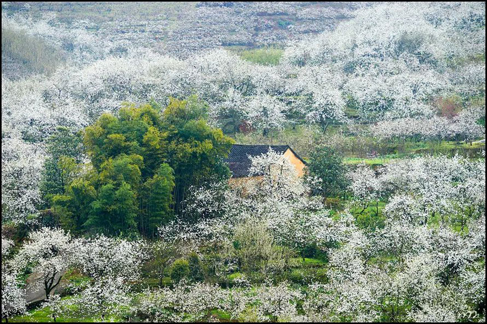 【春天，广西桂林灌阳县向您发出邀请！】我们在灌阳看梨花 - 游山玩水 - 阳江生活社区 - 阳江28生活网 yj.28life.com