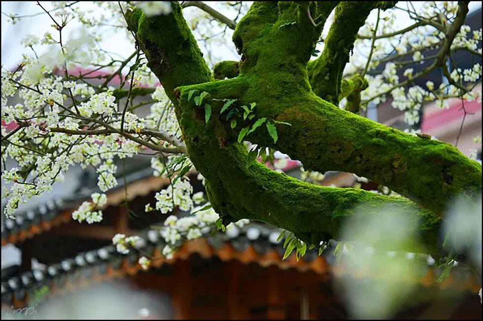 【春天，广西桂林灌阳县向您发出邀请！】我们在灌阳看梨花 - 游山玩水 - 阳江生活社区 - 阳江28生活网 yj.28life.com