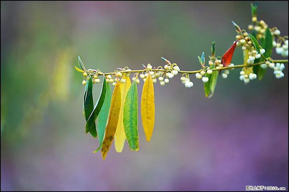 【春天,广西桂林灌阳县向您发出邀请!】米珠山前有片山苍子花在飘香 - 游山玩水 - 阳江生活社区 - 阳江28生活网 yj.28life.com