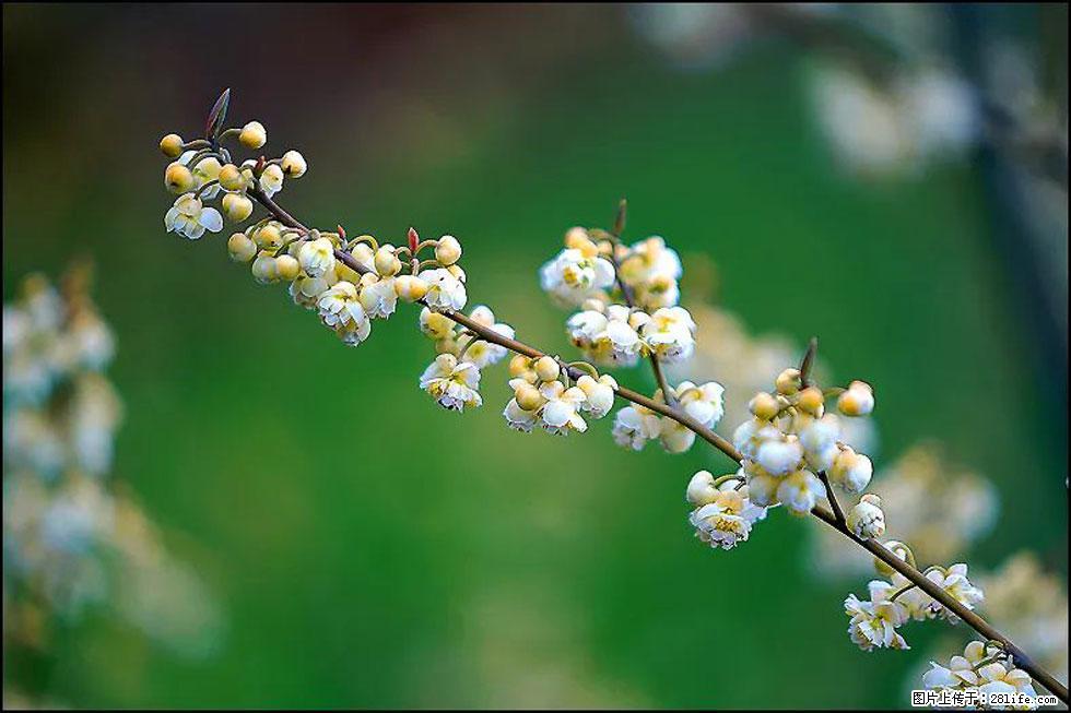 【春天,广西桂林灌阳县向您发出邀请!】米珠山前有片山苍子花在飘香 - 游山玩水 - 阳江生活社区 - 阳江28生活网 yj.28life.com