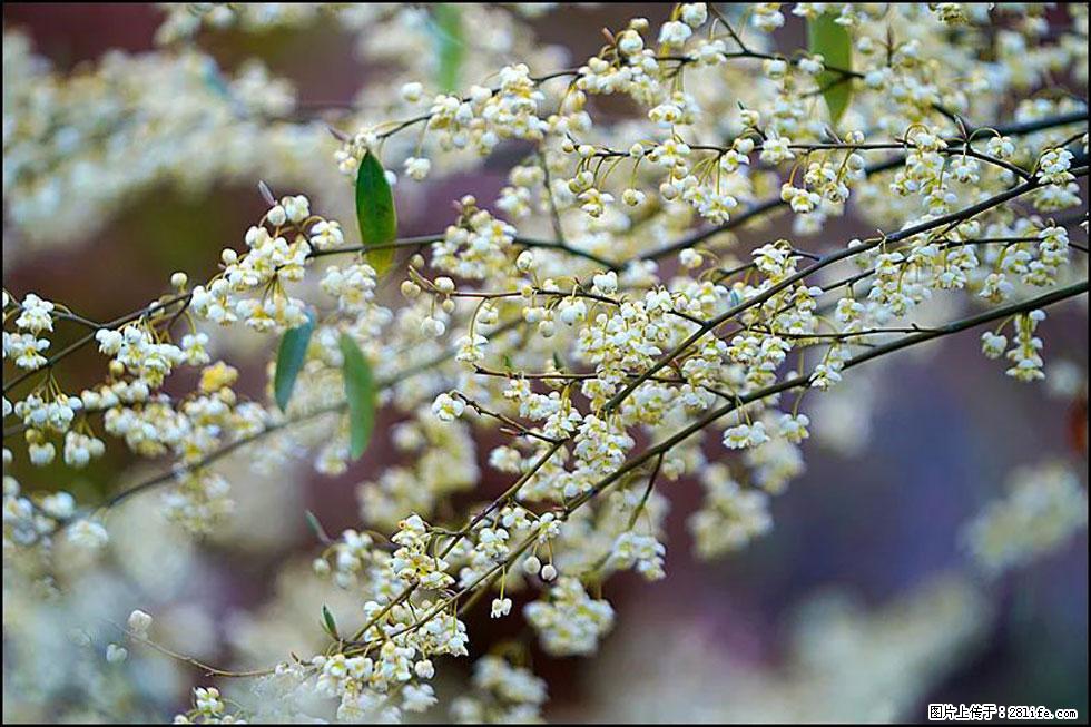 【春天,广西桂林灌阳县向您发出邀请!】米珠山前有片山苍子花在飘香 - 游山玩水 - 阳江生活社区 - 阳江28生活网 yj.28life.com