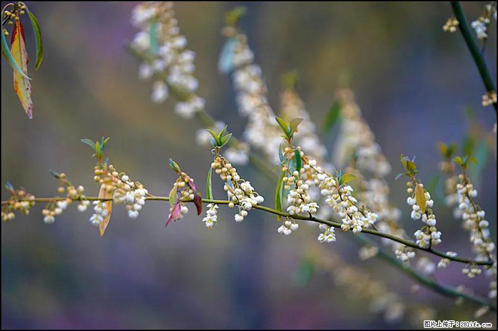 【春天,广西桂林灌阳县向您发出邀请!】米珠山前有片山苍子花在飘香 - 游山玩水 - 阳江生活社区 - 阳江28生活网 yj.28life.com