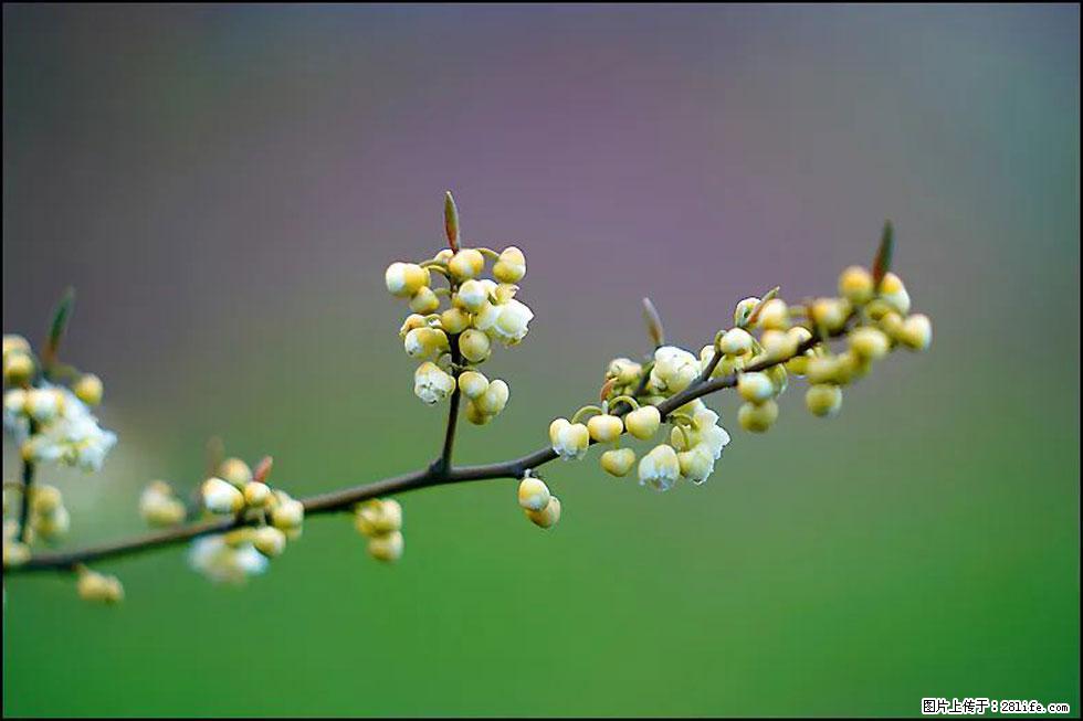 【春天,广西桂林灌阳县向您发出邀请!】米珠山前有片山苍子花在飘香 - 游山玩水 - 阳江生活社区 - 阳江28生活网 yj.28life.com