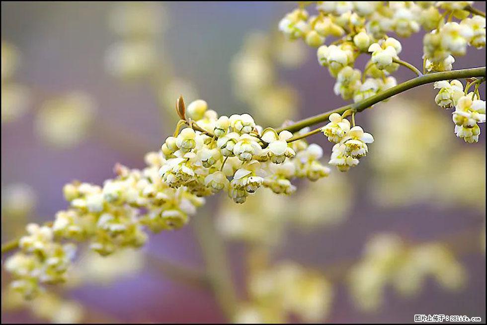 【春天,广西桂林灌阳县向您发出邀请!】米珠山前有片山苍子花在飘香 - 游山玩水 - 阳江生活社区 - 阳江28生活网 yj.28life.com