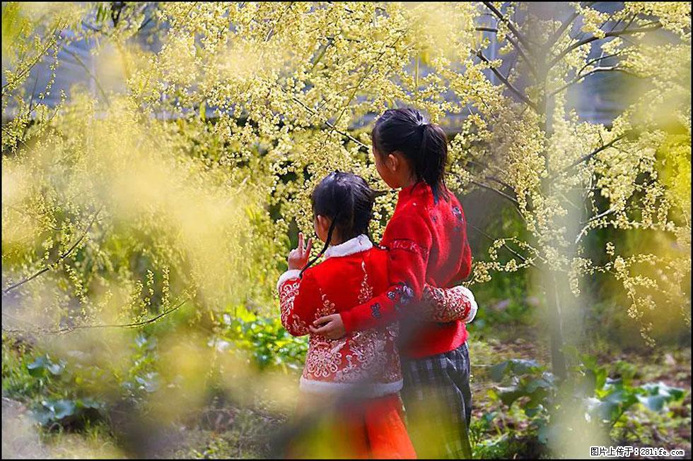 【春天,广西桂林灌阳县向您发出邀请!】米珠山前有片山苍子花在飘香 - 游山玩水 - 阳江生活社区 - 阳江28生活网 yj.28life.com