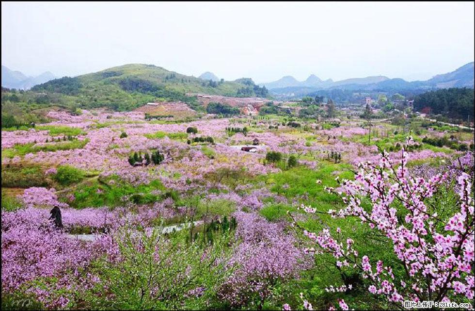 【春天，广西桂林灌阳县向您发出邀请！】官庄村有个醉美的桃花园 - 游山玩水 - 阳江生活社区 - 阳江28生活网 yj.28life.com