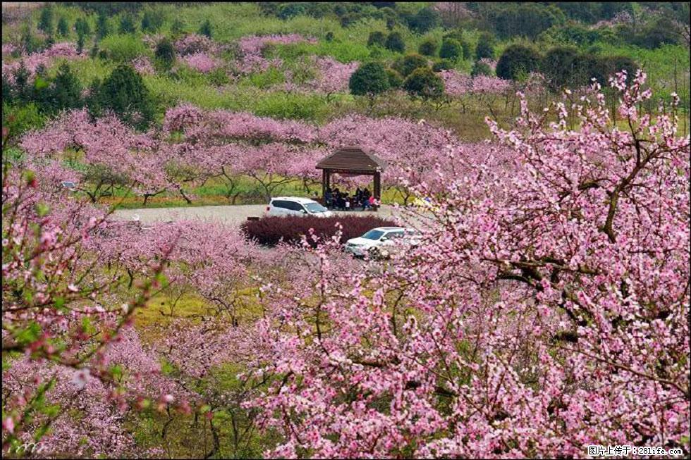 【春天，广西桂林灌阳县向您发出邀请！】官庄村有个醉美的桃花园 - 游山玩水 - 阳江生活社区 - 阳江28生活网 yj.28life.com