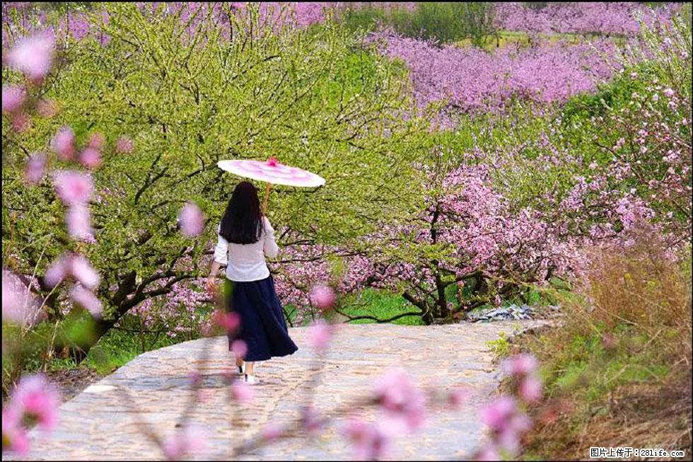 【春天，广西桂林灌阳县向您发出邀请！】官庄村有个醉美的桃花园 - 游山玩水 - 阳江生活社区 - 阳江28生活网 yj.28life.com