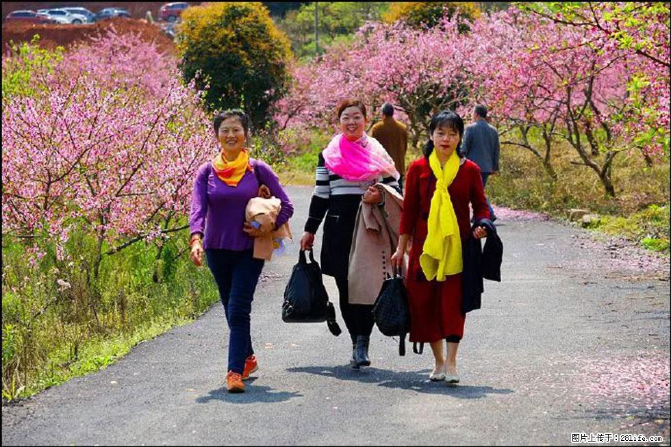 【春天，广西桂林灌阳县向您发出邀请！】官庄村有个醉美的桃花园 - 游山玩水 - 阳江生活社区 - 阳江28生活网 yj.28life.com