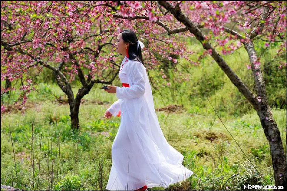 【春天，广西桂林灌阳县向您发出邀请！】官庄村有个醉美的桃花园 - 游山玩水 - 阳江生活社区 - 阳江28生活网 yj.28life.com