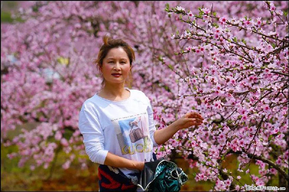 【春天，广西桂林灌阳县向您发出邀请！】官庄村有个醉美的桃花园 - 游山玩水 - 阳江生活社区 - 阳江28生活网 yj.28life.com