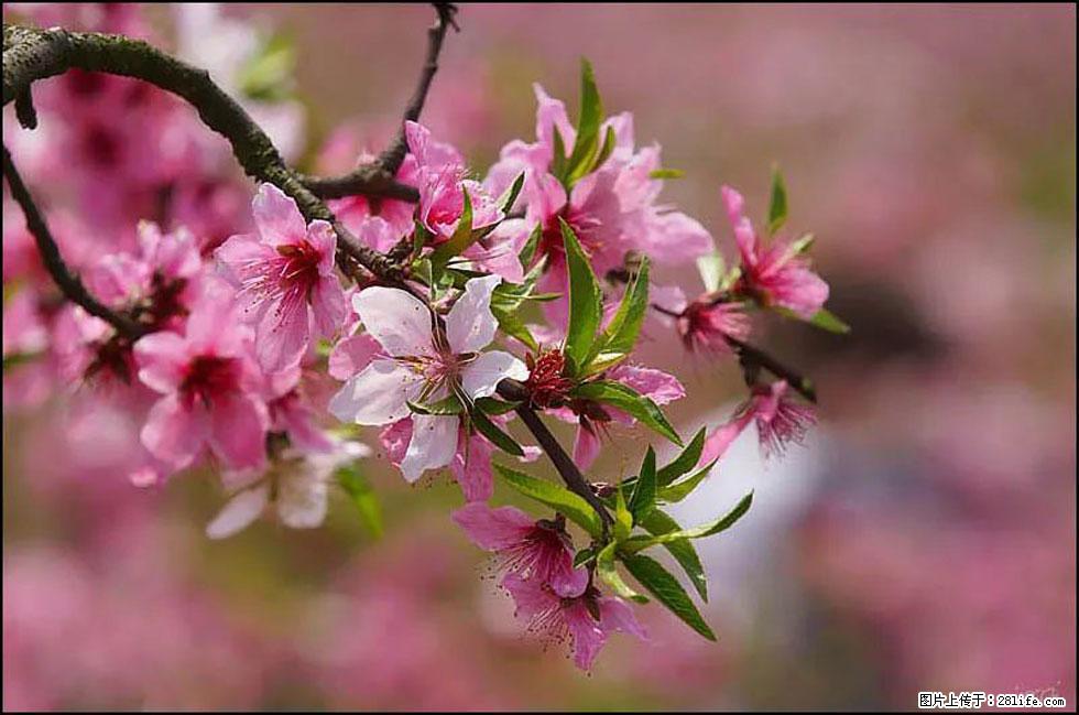 【春天，广西桂林灌阳县向您发出邀请！】官庄村有个醉美的桃花园 - 游山玩水 - 阳江生活社区 - 阳江28生活网 yj.28life.com