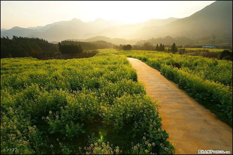 【春天，广西桂林灌阳县向您发出邀请！】长坪村油菜盛情花开 - 游山玩水 - 阳江生活社区 - 阳江28生活网 yj.28life.com