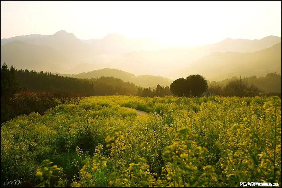 【春天，广西桂林灌阳县向您发出邀请！】长坪村油菜盛情花开 - 游山玩水 - 阳江生活社区 - 阳江28生活网 yj.28life.com