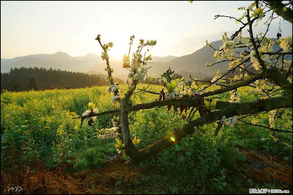 【春天，广西桂林灌阳县向您发出邀请！】长坪村油菜盛情花开 - 游山玩水 - 阳江生活社区 - 阳江28生活网 yj.28life.com