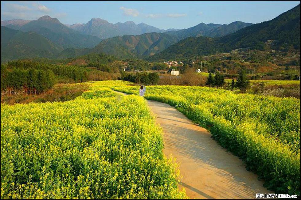 【春天，广西桂林灌阳县向您发出邀请！】长坪村油菜盛情花开 - 游山玩水 - 阳江生活社区 - 阳江28生活网 yj.28life.com