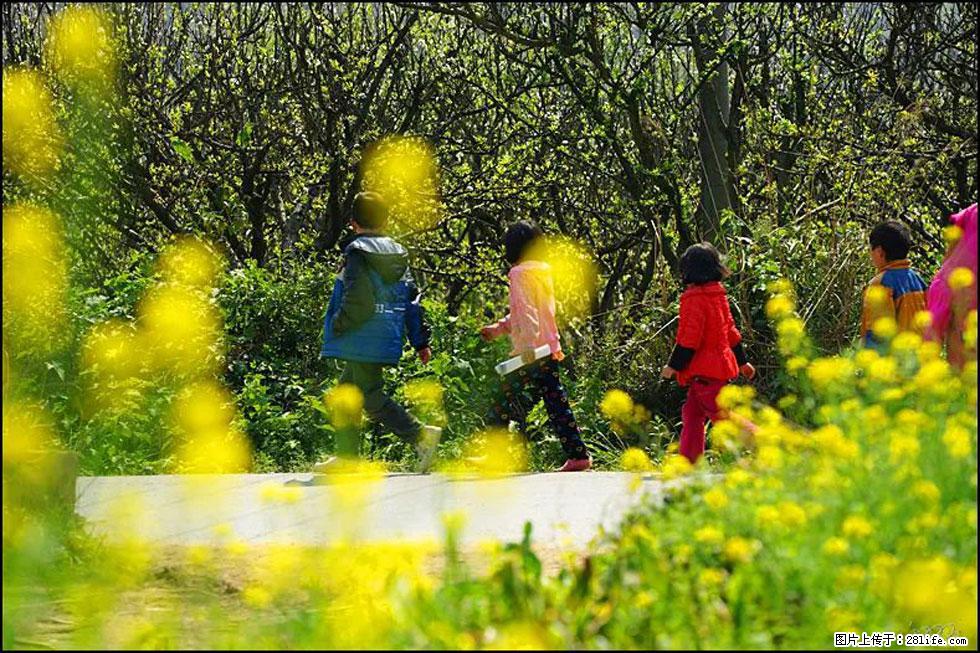 【春天，广西桂林灌阳县向您发出邀请！】长坪村油菜盛情花开 - 游山玩水 - 阳江生活社区 - 阳江28生活网 yj.28life.com