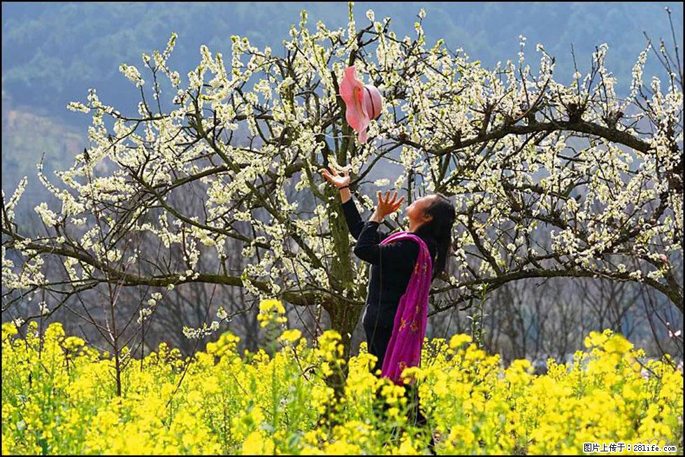 【春天，广西桂林灌阳县向您发出邀请！】长坪村油菜盛情花开 - 游山玩水 - 阳江生活社区 - 阳江28生活网 yj.28life.com