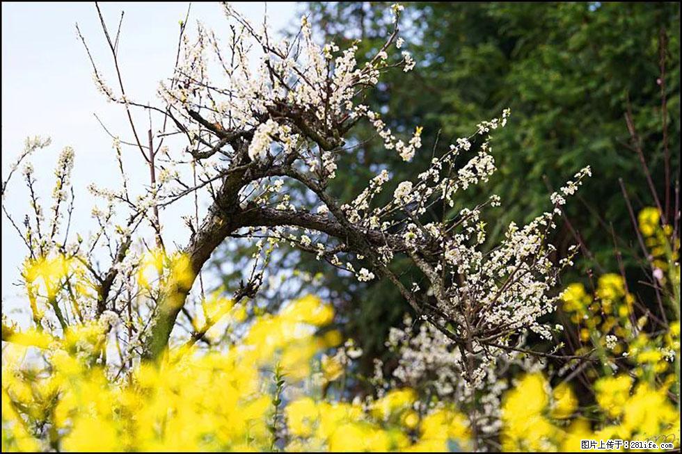 【春天，广西桂林灌阳县向您发出邀请！】长坪村油菜盛情花开 - 游山玩水 - 阳江生活社区 - 阳江28生活网 yj.28life.com