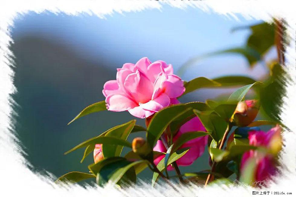 【春天,广西桂林灌阳县向您发出邀请!】杨柳井茶花惹人爱 - 游山玩水 - 阳江生活社区 - 阳江28生活网 yj.28life.com