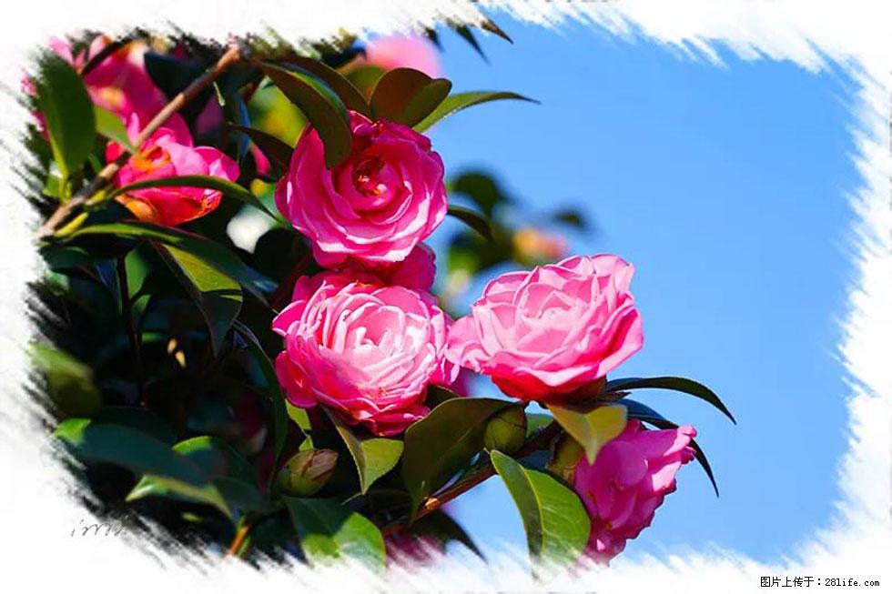 【春天,广西桂林灌阳县向您发出邀请!】杨柳井茶花惹人爱 - 游山玩水 - 阳江生活社区 - 阳江28生活网 yj.28life.com