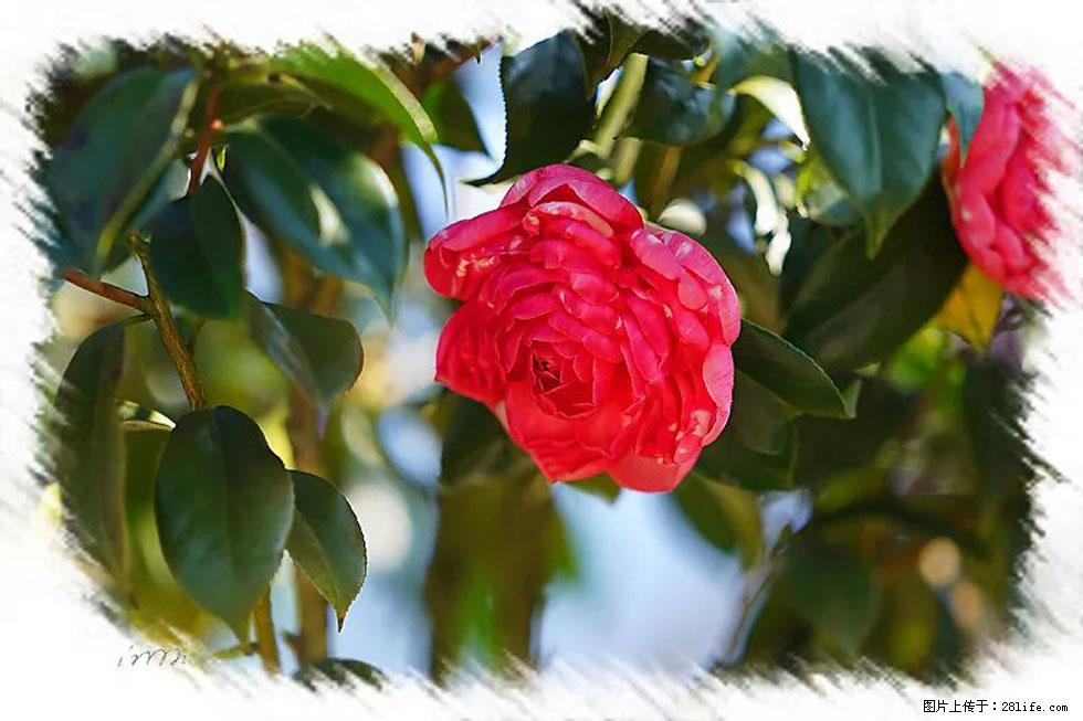 【春天,广西桂林灌阳县向您发出邀请!】杨柳井茶花惹人爱 - 游山玩水 - 阳江生活社区 - 阳江28生活网 yj.28life.com