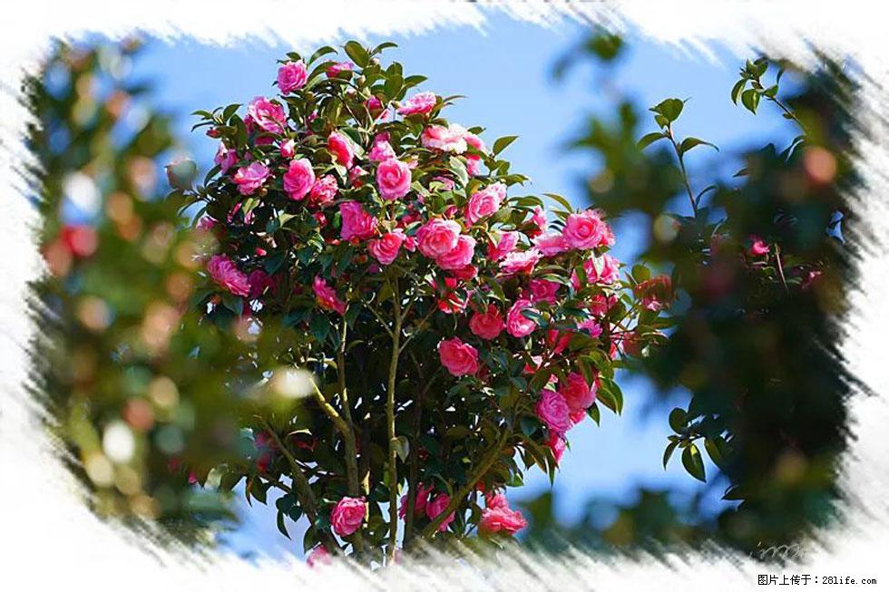 【春天,广西桂林灌阳县向您发出邀请!】杨柳井茶花惹人爱 - 游山玩水 - 阳江生活社区 - 阳江28生活网 yj.28life.com