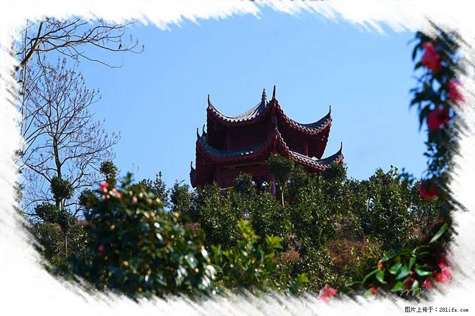 【春天,广西桂林灌阳县向您发出邀请!】杨柳井茶花惹人爱 - 游山玩水 - 阳江生活社区 - 阳江28生活网 yj.28life.com