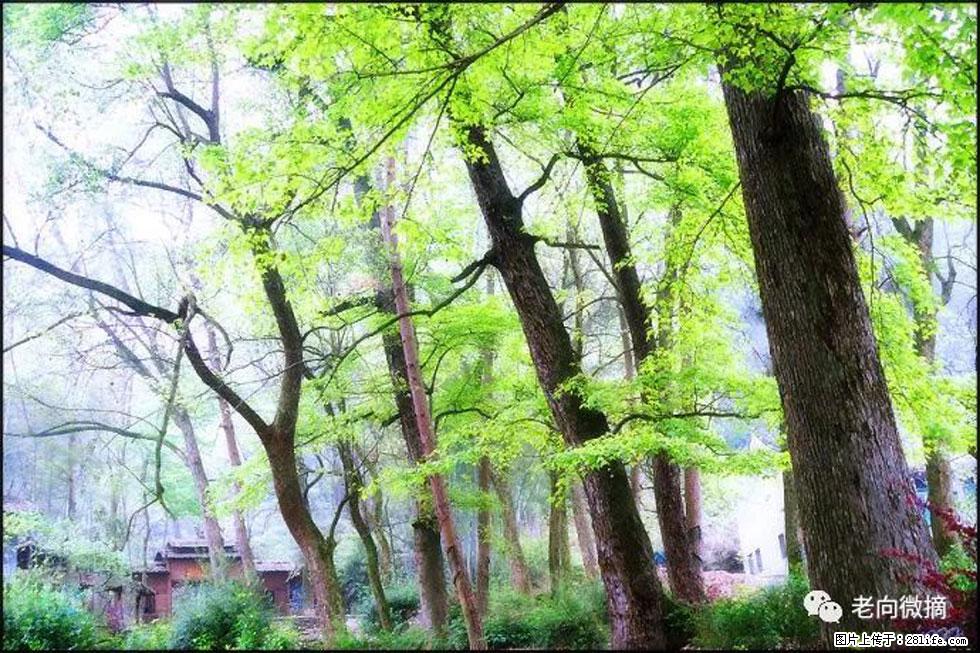 【春天，广西桂林灌阳县向您发出邀请！】在小龙村与春天约会 - 游山玩水 - 阳江生活社区 - 阳江28生活网 yj.28life.com