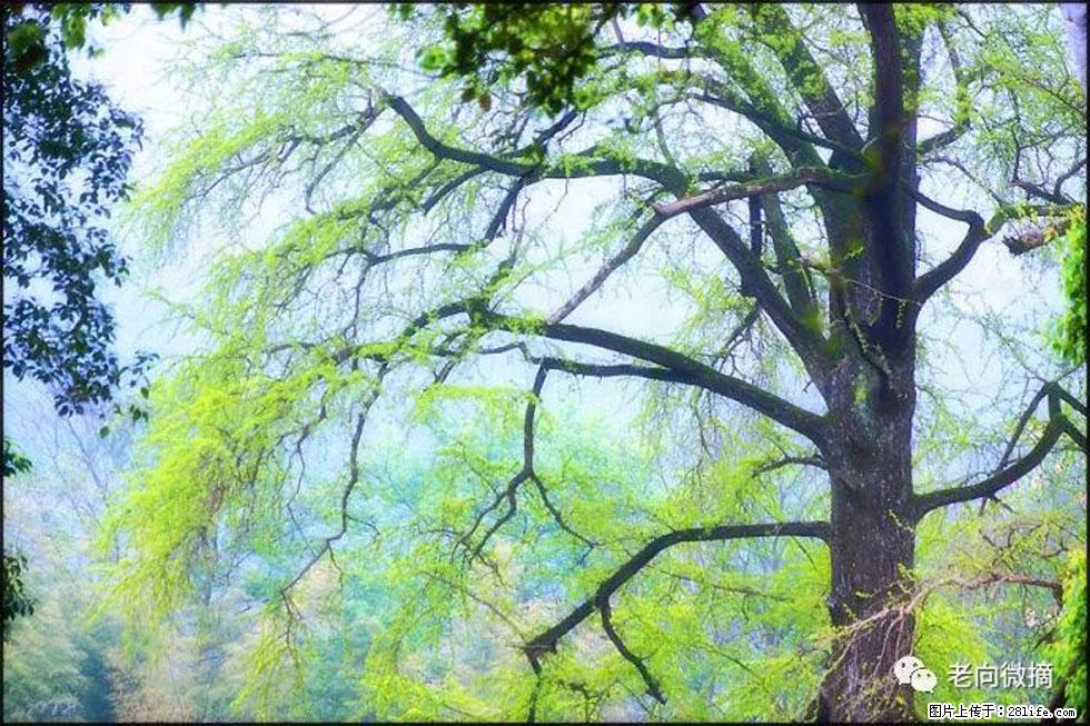 【春天，广西桂林灌阳县向您发出邀请！】在小龙村与春天约会 - 游山玩水 - 阳江生活社区 - 阳江28生活网 yj.28life.com