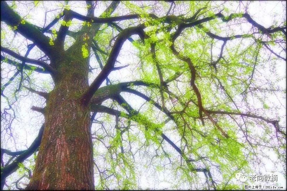 【春天，广西桂林灌阳县向您发出邀请！】在小龙村与春天约会 - 游山玩水 - 阳江生活社区 - 阳江28生活网 yj.28life.com