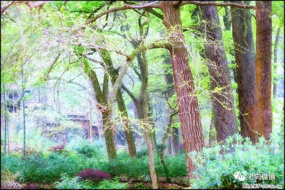 【春天，广西桂林灌阳县向您发出邀请！】在小龙村与春天约会 - 游山玩水 - 阳江生活社区 - 阳江28生活网 yj.28life.com