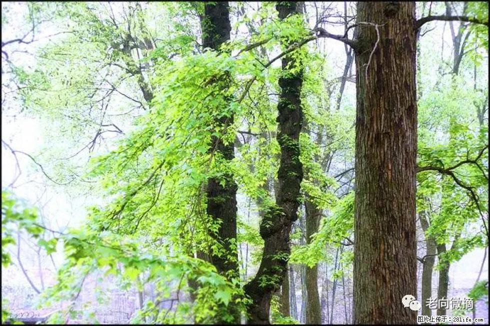 【春天，广西桂林灌阳县向您发出邀请！】在小龙村与春天约会 - 游山玩水 - 阳江生活社区 - 阳江28生活网 yj.28life.com