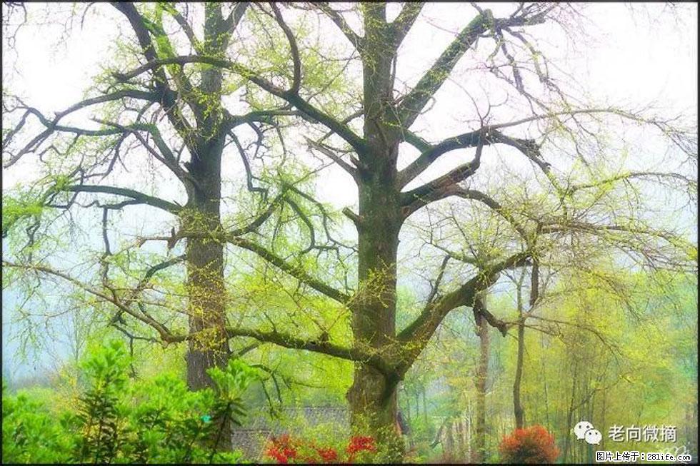 【春天，广西桂林灌阳县向您发出邀请！】在小龙村与春天约会 - 游山玩水 - 阳江生活社区 - 阳江28生活网 yj.28life.com