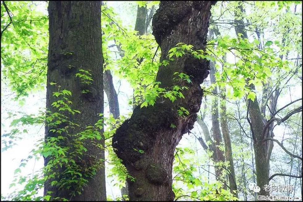 【春天，广西桂林灌阳县向您发出邀请！】在小龙村与春天约会 - 游山玩水 - 阳江生活社区 - 阳江28生活网 yj.28life.com