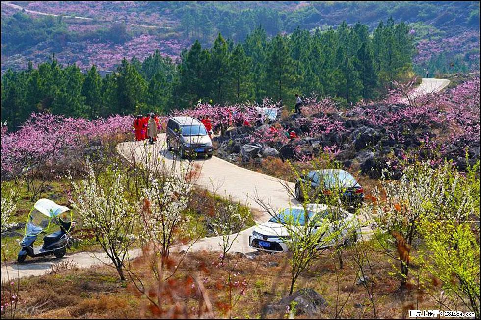 【春天，广西桂林灌阳县向您发出邀请！】望月岭上桃花开 - 游山玩水 - 阳江生活社区 - 阳江28生活网 yj.28life.com