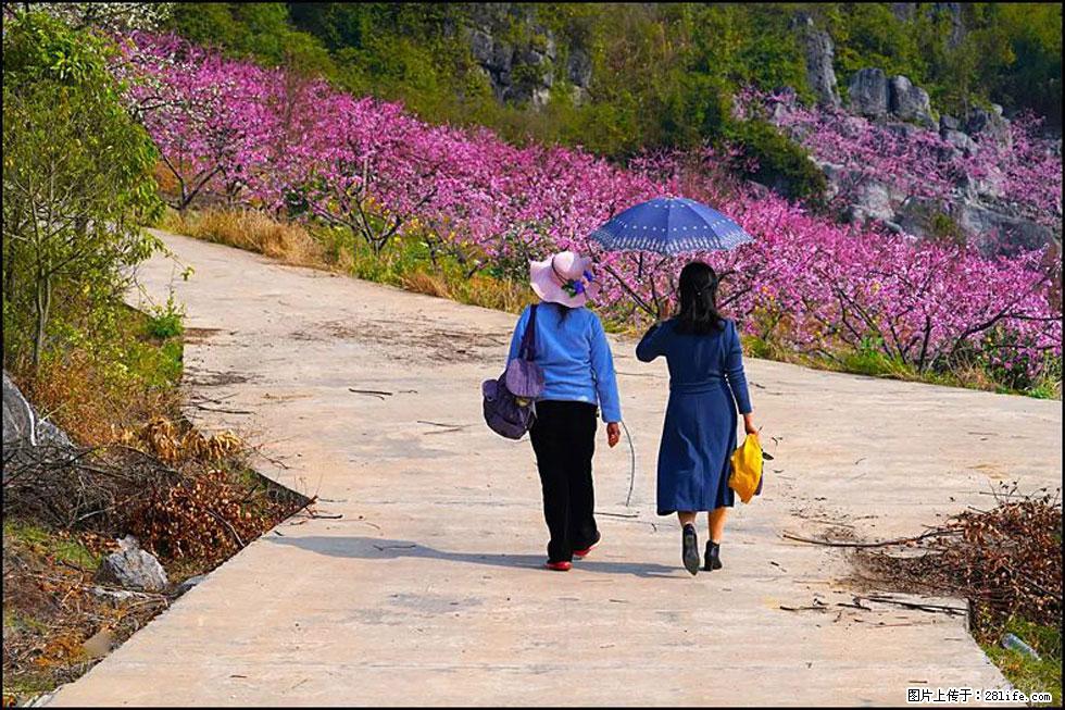【春天，广西桂林灌阳县向您发出邀请！】望月岭上桃花开 - 游山玩水 - 阳江生活社区 - 阳江28生活网 yj.28life.com