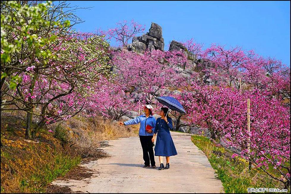 【春天，广西桂林灌阳县向您发出邀请！】望月岭上桃花开 - 游山玩水 - 阳江生活社区 - 阳江28生活网 yj.28life.com
