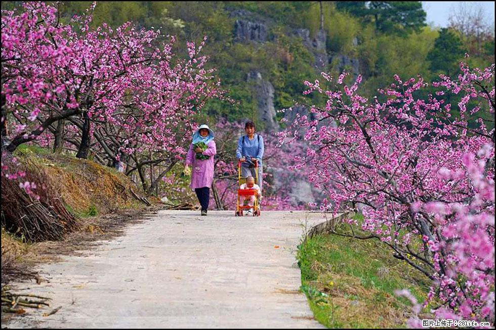 【春天，广西桂林灌阳县向您发出邀请！】望月岭上桃花开 - 游山玩水 - 阳江生活社区 - 阳江28生活网 yj.28life.com