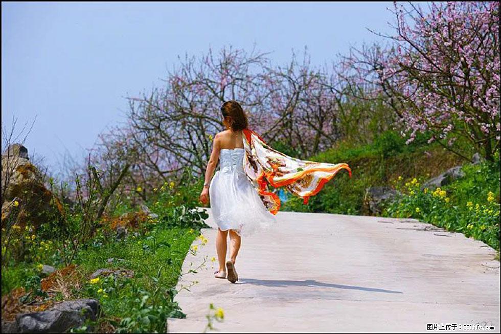 【春天，广西桂林灌阳县向您发出邀请！】望月岭上桃花开 - 游山玩水 - 阳江生活社区 - 阳江28生活网 yj.28life.com