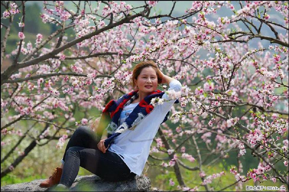 【春天，广西桂林灌阳县向您发出邀请！】望月岭上桃花开 - 游山玩水 - 阳江生活社区 - 阳江28生活网 yj.28life.com