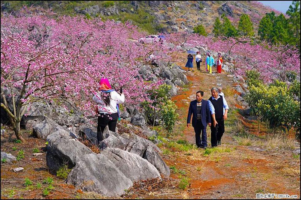 【春天，广西桂林灌阳县向您发出邀请！】望月岭上桃花开 - 游山玩水 - 阳江生活社区 - 阳江28生活网 yj.28life.com