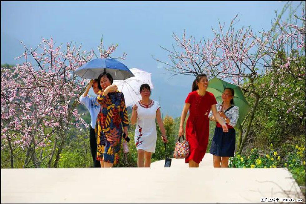 【春天，广西桂林灌阳县向您发出邀请！】望月岭上桃花开 - 游山玩水 - 阳江生活社区 - 阳江28生活网 yj.28life.com