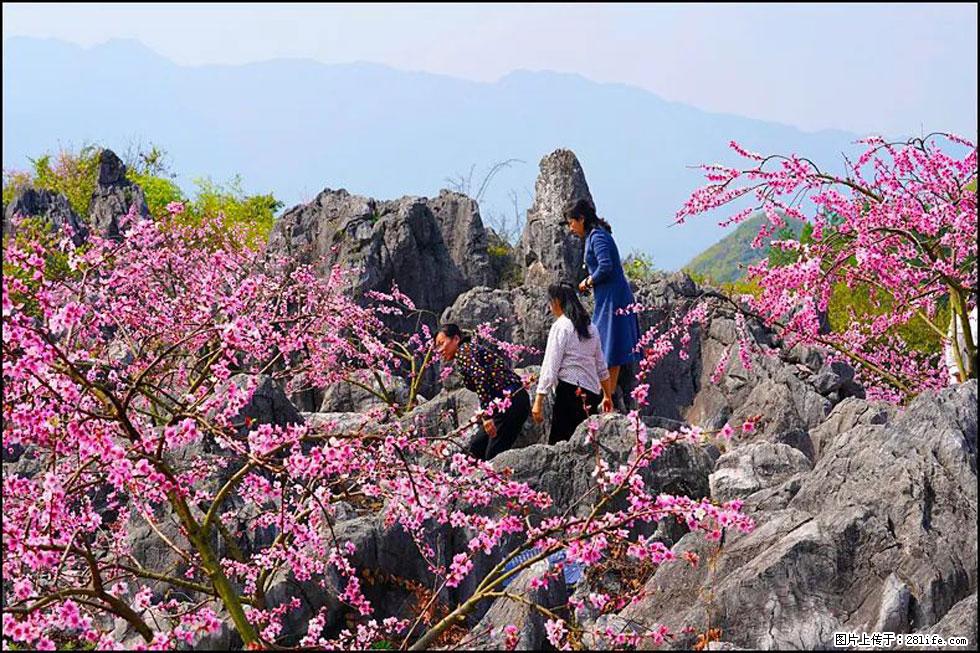 【春天，广西桂林灌阳县向您发出邀请！】望月岭上桃花开 - 游山玩水 - 阳江生活社区 - 阳江28生活网 yj.28life.com