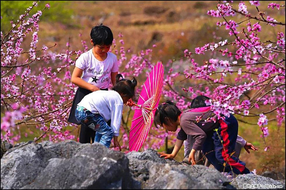 【春天，广西桂林灌阳县向您发出邀请！】望月岭上桃花开 - 游山玩水 - 阳江生活社区 - 阳江28生活网 yj.28life.com