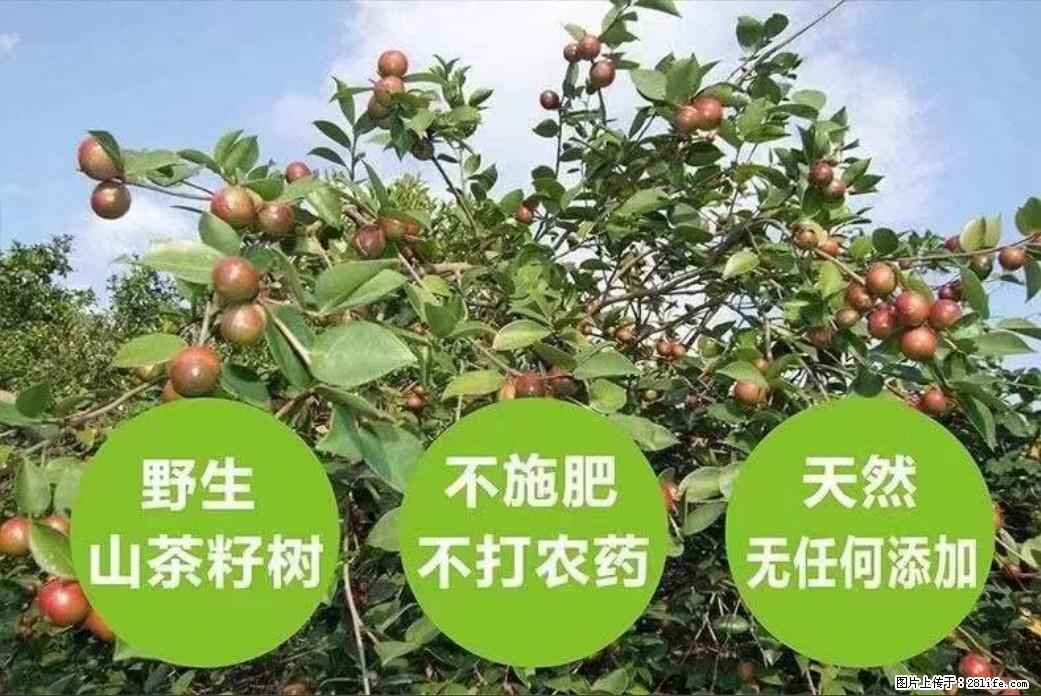 【灌阳县油茶产业示范区】一个有着充实的精神生活的人，对待身外之物自会有一种淡泊的态度 - 土特产 - 饮食特产 - 阳江分类信息 - 阳江28生活网 yj.28life.com